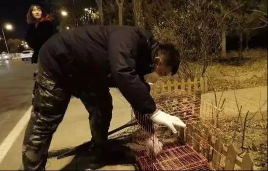 主人被車撞意外離開世界,那只在馬路苦等主人80多天的小狗,終於被領養!