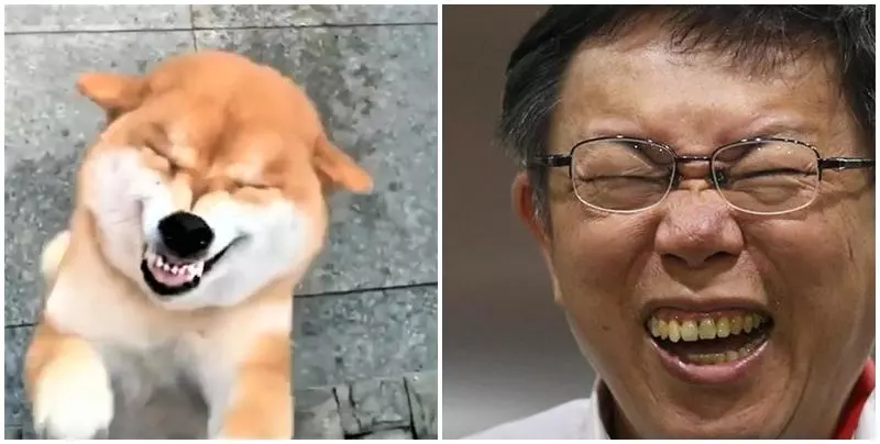 柴柴飛機開到最大,歡迎主人回家,泥回來囉!柴柴露齒憨笑,網爆笑:撞臉柯P!