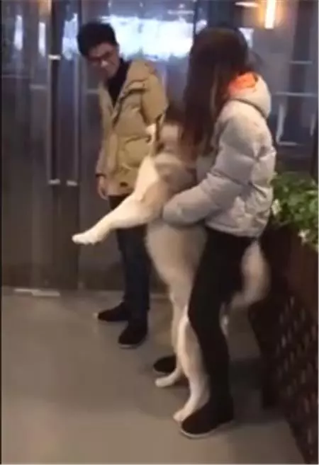 二哈求愛被狠心拒絕,當場撲到主人懷裡大哭悲鳴,主人笑噴摸頭:沒見過女人嗎?