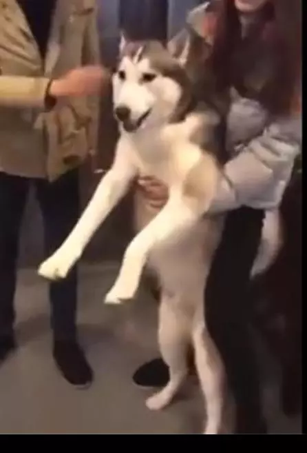 二哈求愛被狠心拒絕,當場撲到主人懷裡大哭悲鳴,主人笑噴摸頭:沒見過女人嗎?