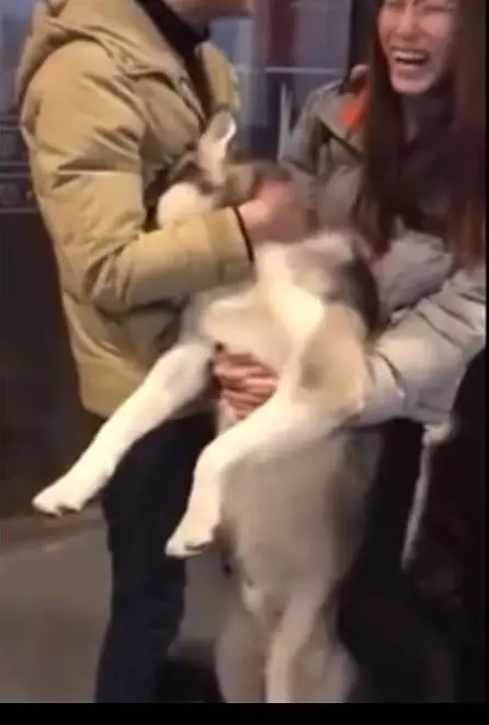 二哈求愛被狠心拒絕,當場撲到主人懷裡大哭悲鳴,主人笑噴摸頭:沒見過女人嗎?