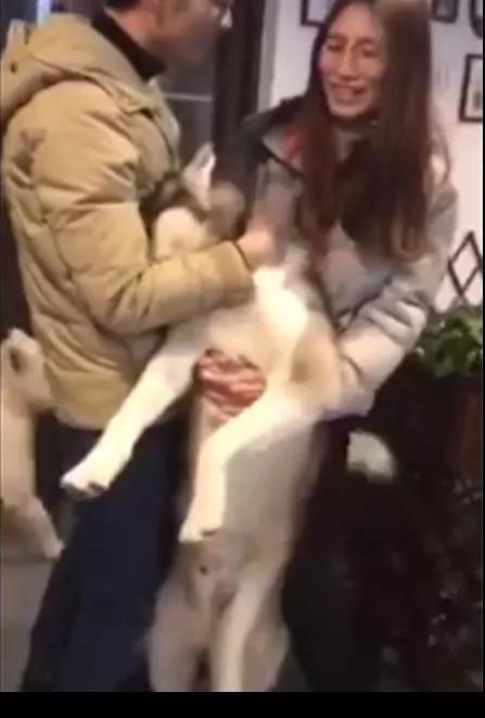 二哈求愛被狠心拒絕,當場撲到主人懷裡大哭悲鳴,主人笑噴摸頭:沒見過女人嗎?