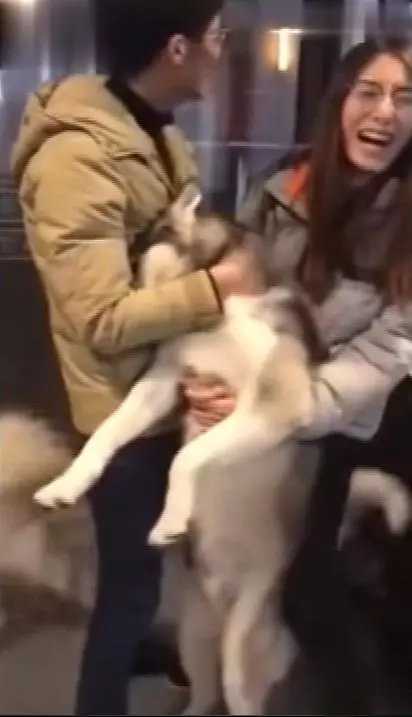 二哈求愛被狠心拒絕,當場撲到主人懷裡大哭悲鳴,主人笑噴摸頭:沒見過女人嗎?