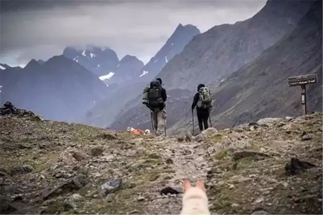 哈士奇六年中從雪山上救助多人,拯救走失登山客,被任命為州警