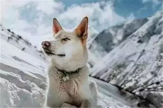 哈士奇六年中從雪山上救助多人,拯救走失登山客,被任命為州警