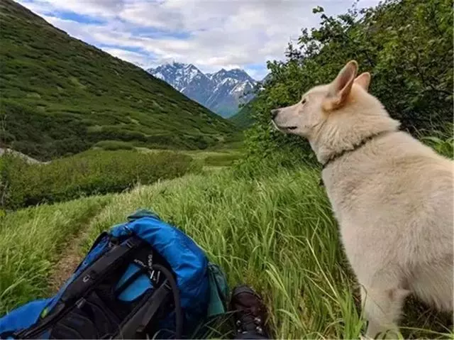 哈士奇六年中從雪山上救助多人,拯救走失登山客,被任命為州警