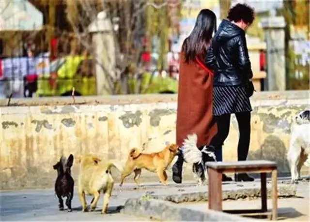 路人遇到街邊流浪狗,學會三點應對措施,正確處理沒危險