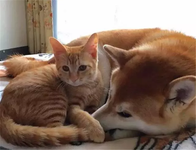 貓咪曾被年幼柴犬踩在背上,可現在貓咪老了,狗狗便每日抱著它
