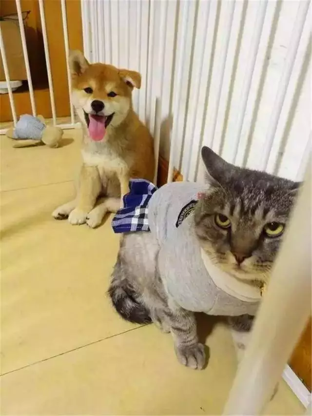 貓咪曾被年幼柴犬踩在背上,可現在貓咪老了,狗狗便每日抱著它
