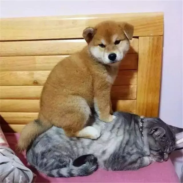 貓咪曾被年幼柴犬踩在背上,可現在貓咪老了,狗狗便每日抱著它
