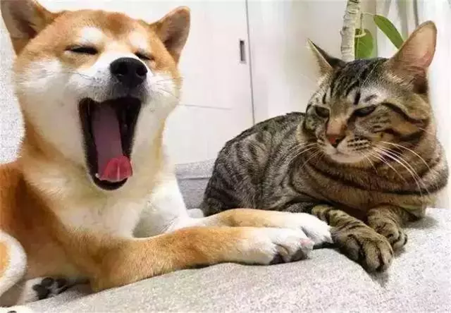 貓咪曾被年幼柴犬踩在背上,可現在貓咪老了,狗狗便每日抱著它