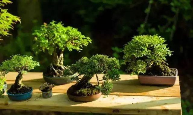 養護微型盆景,這些方法你一定要知道!