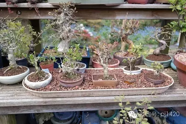 養護微型盆景,這些方法你一定要知道!