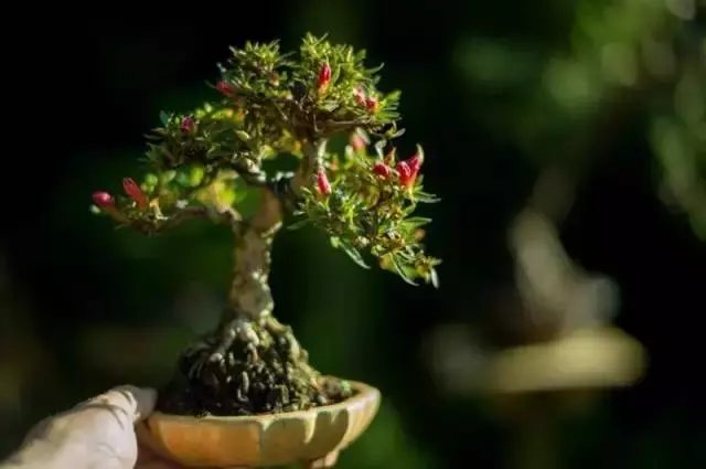 養護微型盆景,這些方法你一定要知道!