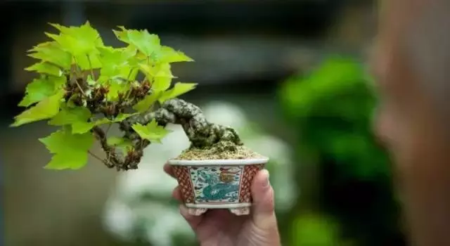 養護微型盆景,這些方法你一定要知道!