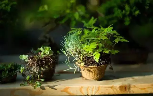 養護微型盆景,這些方法你一定要知道!