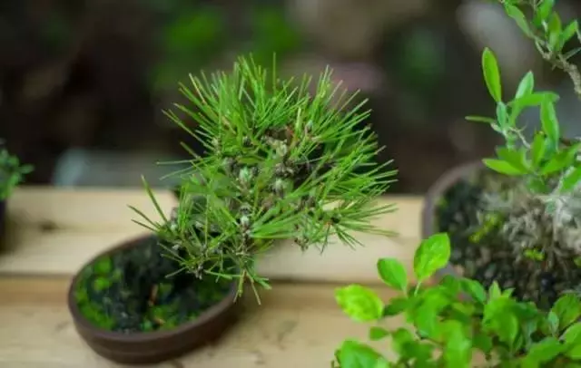養護微型盆景,這些方法你一定要知道!