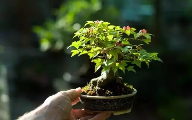 養護微型盆景,這些方法你一定要知道!