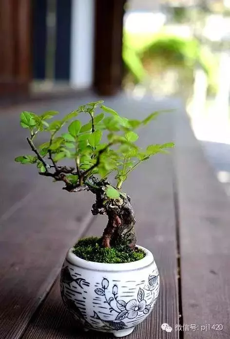 養護微型盆景,這些方法你一定要知道!