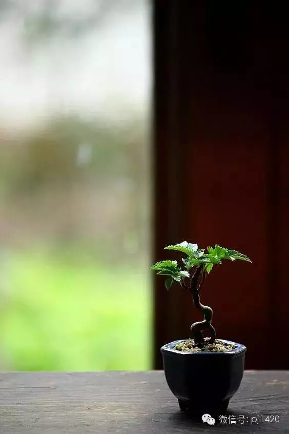 養護微型盆景,這些方法你一定要知道!