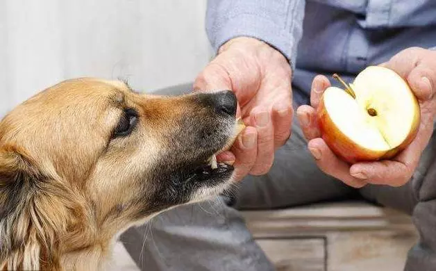 大事件!狗狗吃了會死的6種食物,請不要輕易嘗試