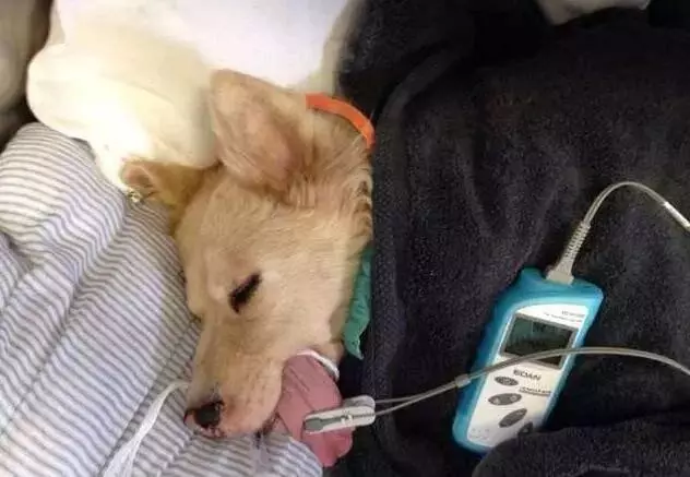 大事件!狗狗吃了會死的6種食物,請不要輕易嘗試