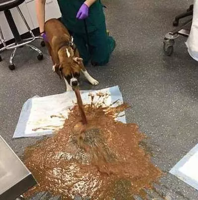 大事件!狗狗吃了會死的6種食物,請不要輕易嘗試