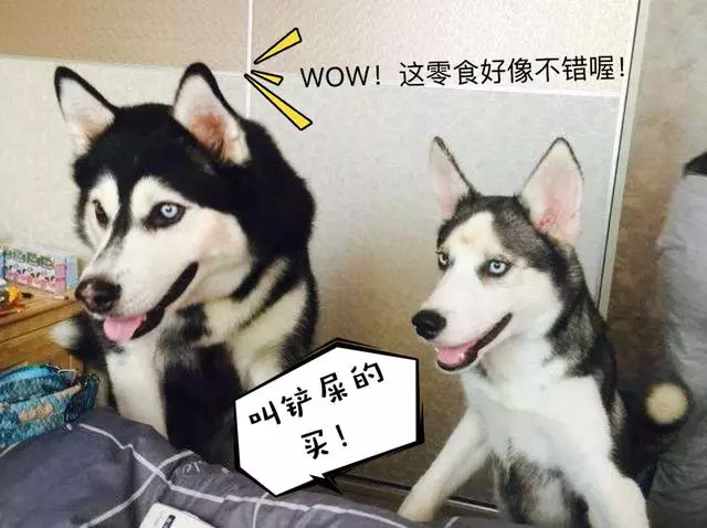 大事件!狗狗吃了會死的6種食物,請不要輕易嘗試