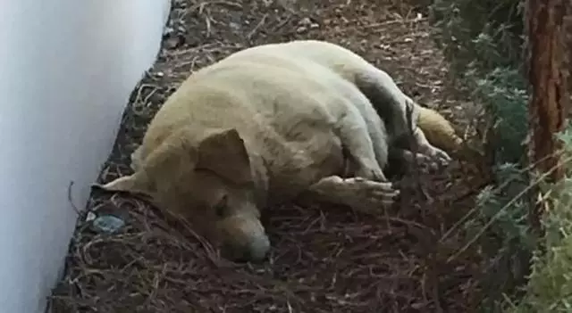 狗狗被遺棄後在原地死守,餓了就吃泥土……