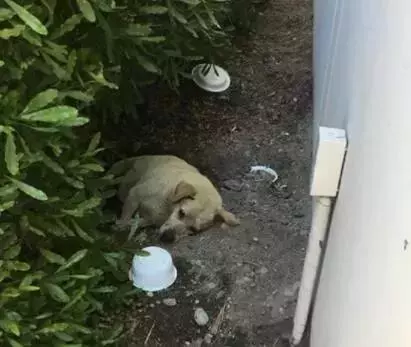 狗狗被遺棄後在原地死守,餓了就吃泥土……