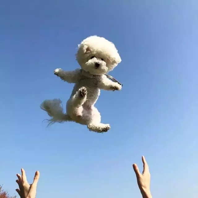 愛它,就不要將它拋向空中