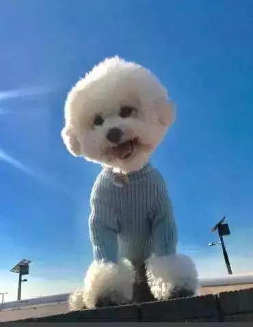 愛它,就不要將它拋向空中