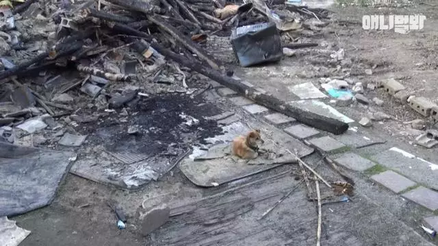 大火後,狗狗趴在廢墟中不斷哀鳴,「主人你快回來……」