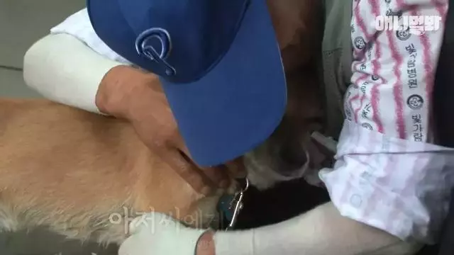 大火後,狗狗趴在廢墟中不斷哀鳴,「主人你快回來……」
