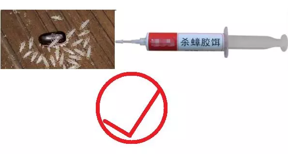 滅蟑螂簡單有效的方法