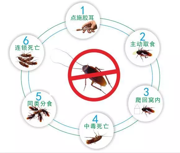 滅蟑螂簡單有效的方法