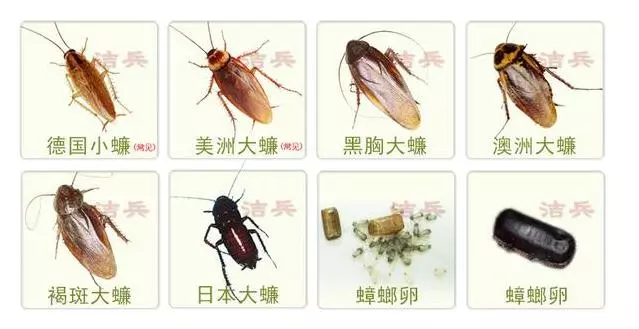 滅蟑螂簡單有效的方法