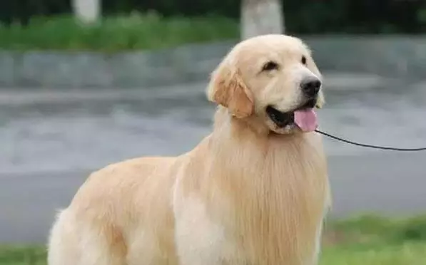 狗狗懷孕主人燉豬腳為它補身體,可第二天卻發現金毛吐血,主人崩潰大哭!