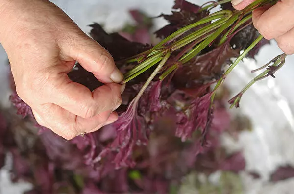 紫蘇油抗老 抗腸癌 有5種健康益處