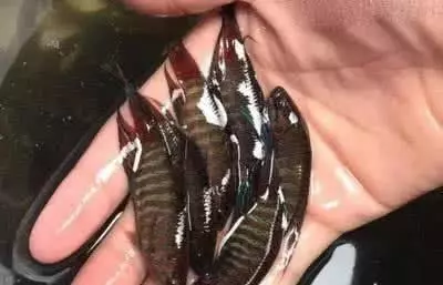 男子小溪邊抓上魚喂鴨子,鄰居看到魚後尖叫起來,喂完才知道魚很珍貴,幸好還剩下一盆
