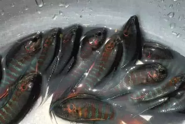 男子小溪邊抓上魚喂鴨子,鄰居看到魚後尖叫起來,喂完才知道魚很珍貴,幸好還剩下一盆