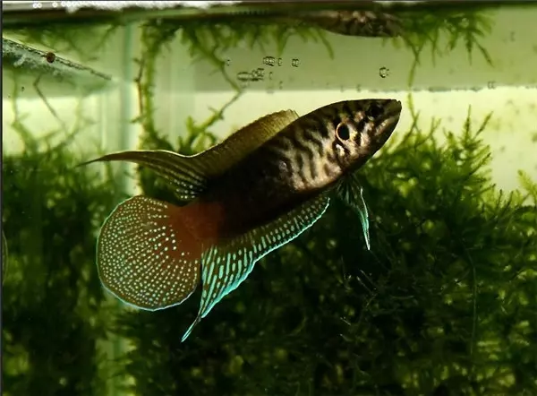 男子小溪邊抓上魚喂鴨子,鄰居看到魚後尖叫起來,喂完才知道魚很珍貴,幸好還剩下一盆