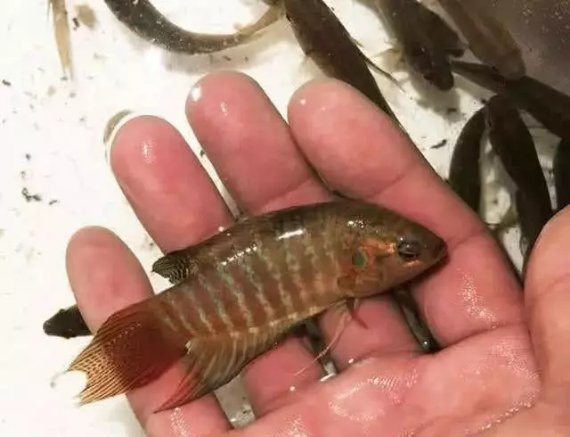 男子小溪邊抓上魚喂鴨子,鄰居看到魚後尖叫起來,喂完才知道魚很珍貴,幸好還剩下一盆