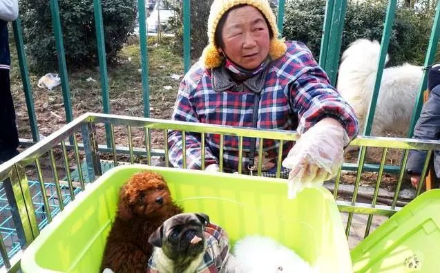 第一次養狗,花1600買下比熊犬,細心照顧一年後,主人噩夢就開始了!