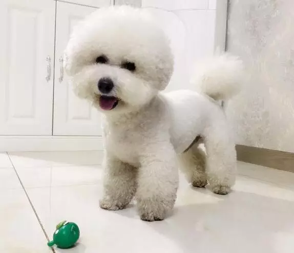 第一次養狗,花1600買下比熊犬,細心照顧一年後,主人噩夢就開始了!