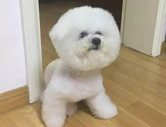 第一次養狗,花1600買下比熊犬,細心照顧一年後,主人噩夢就開始了!
