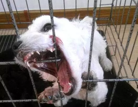 第一次養狗,花1600買下比熊犬,細心照顧一年後,主人噩夢就開始了!