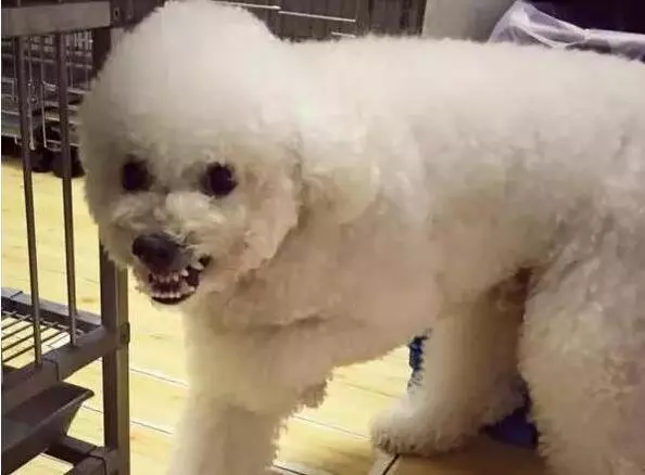 第一次養狗,花1600買下比熊犬,細心照顧一年後,主人噩夢就開始了!