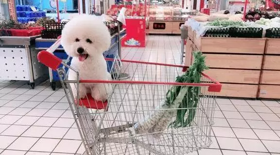 第一次養狗,花1600買下比熊犬,細心照顧一年後,主人噩夢就開始了!