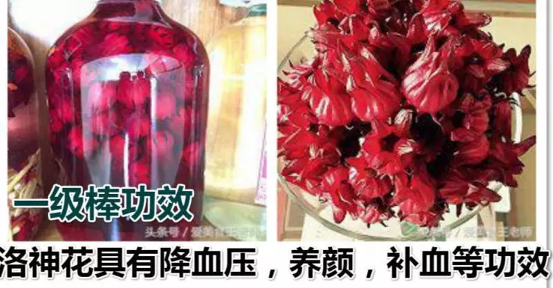 洛神花美顏養生酒,洛神花具有降血壓,養顏,補血等的功效